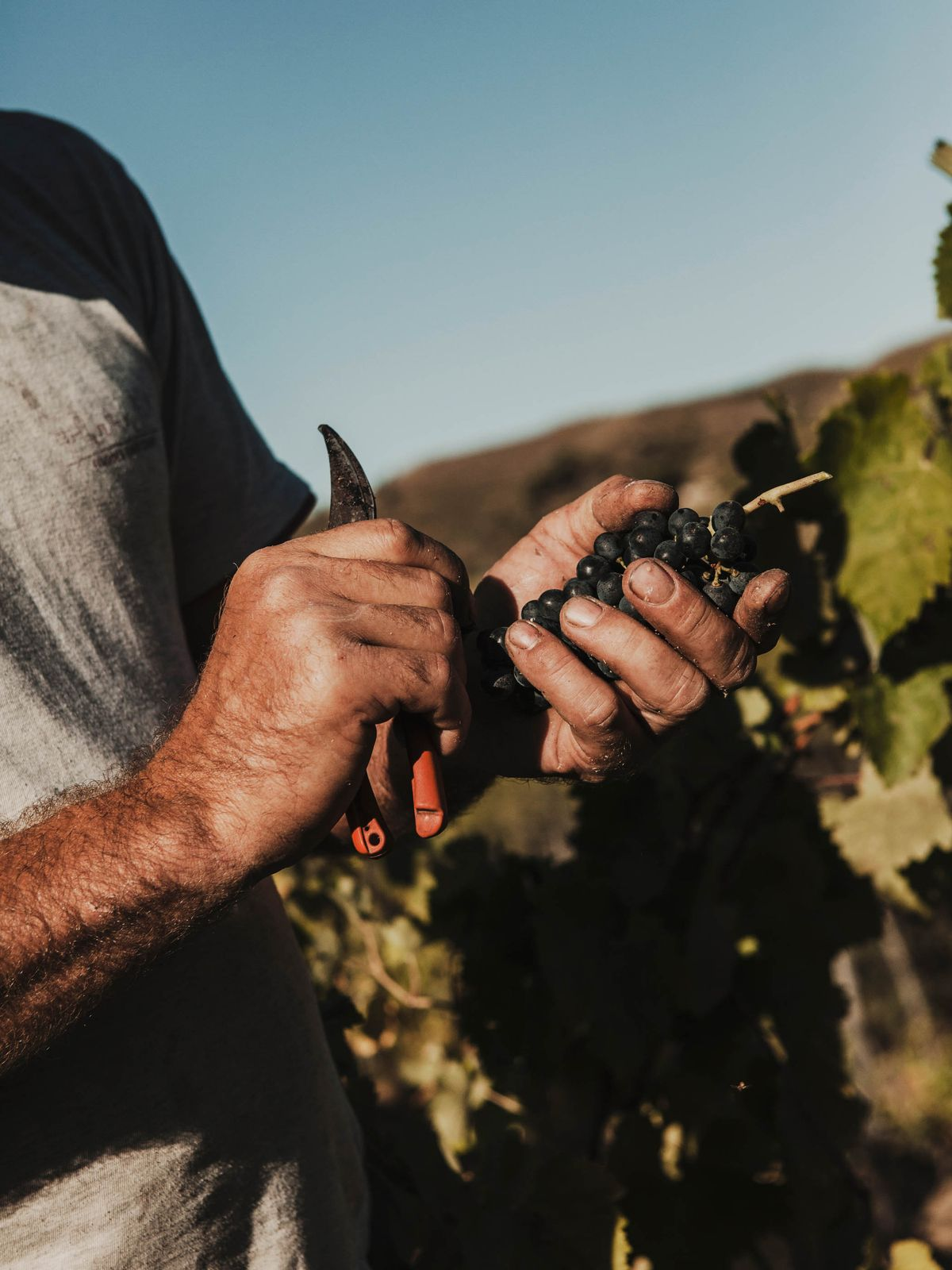 Produtor segurando cacho de uvas com tesoura de poda